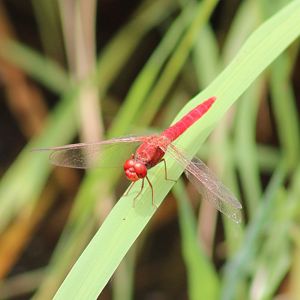 Dragonfly-species