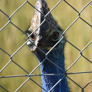 Johnston's cassowary