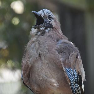 Incredulous British jay