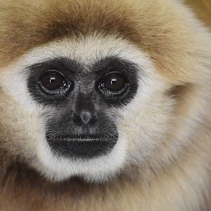 Lar gibbon portrait