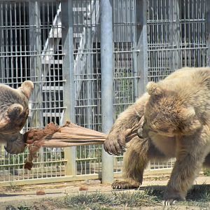 Bear tug of war