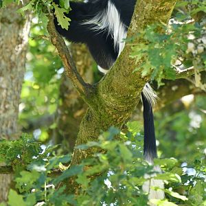 Colobus monkey (Colobus guereza)