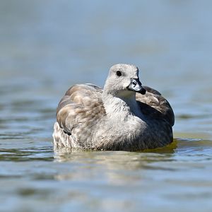 Blue-winged Goose Cyanochen cyanoptera