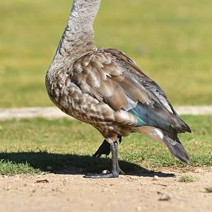 Blue-winged Goose Cyanochen cyanoptera