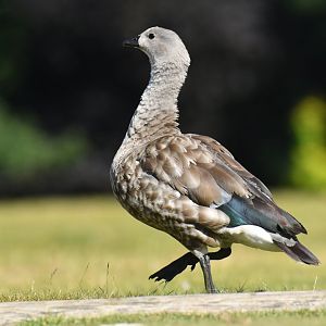 Blue-winged Goose Cyanochen cyanoptera