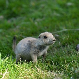 Black-tailed prairie dog (Cynomys ludovicianus)