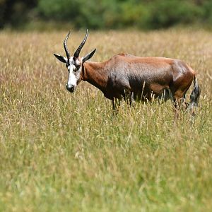 Blesbok (Damaliscus pygargus)