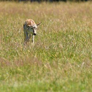 Blesbok (Damaliscus pygargus)