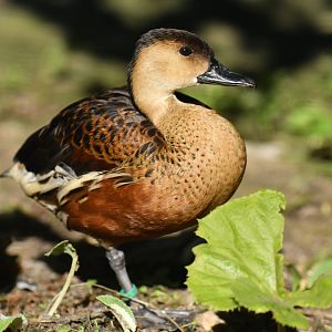 Wandering Whistling-Duck Dendrocygna arcuata