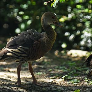 Plumed Whistling-Duck Dendrocygna eytoni