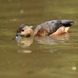 Lesser Whistling-Duck Dendrocygna javanica