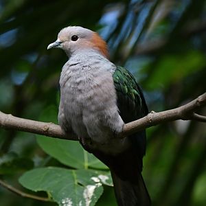 Green Imperial-Pigeon Ducula aenea