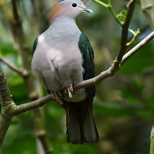 Green Imperial-Pigeon Ducula aenea