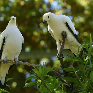 Pied Imperial-Pigeon Ducula bicolor