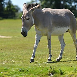 African wild ass (Equus africanus)