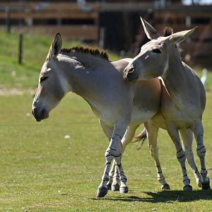 African wild ass (Equus africanus)