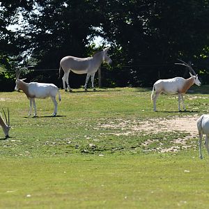 African desert enclosure