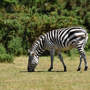Plains zebra (Equus quagga)