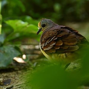 Cinnamon Ground-Dove Gallicolumba rufigula