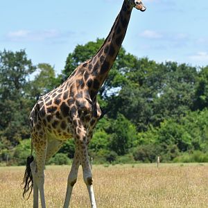 Girafe (Giraffa cameleopardis)