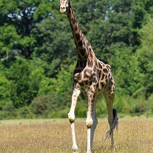 Girafe (Giraffa cameleopardis)