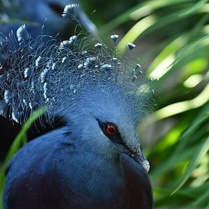 Victoria crowned-pigeon (Goura victoria)