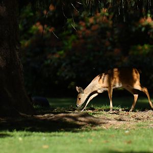 Chinese water-deer (Hydropotes inermis)