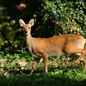 Chinese water-deer (Hydropotes inermis)