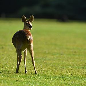 Chinese water-deer (Hydropotes inermis)