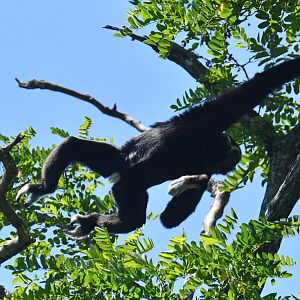 Pileated gibbon (Hylobates pileatus)