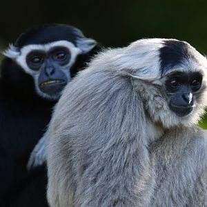 Pileated gibbon (Hylobates pileatus)