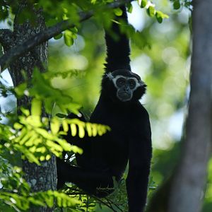 Pileated gibbon (Hylobates pileatus)