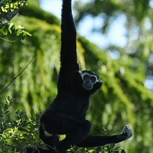 Pileated gibbon (Hylobates pileatus)