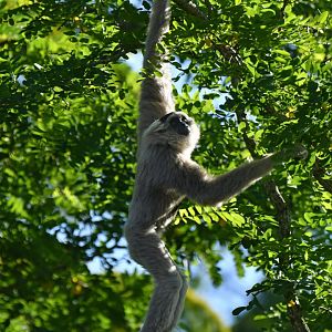 Pileated gibbon (Hylobates pileatus)