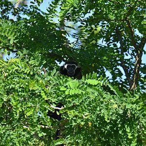 Pileated gibbon (Hylobates pileatus)