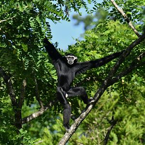 Pileated gibbon (Hylobates pileatus)