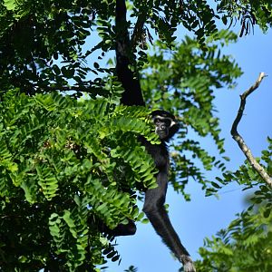 Pileated gibbon (Hylobates pileatus)