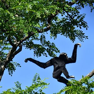 Pileated gibbon (Hylobates pileatus)
