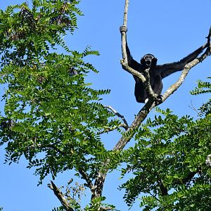 Pileated gibbon (Hylobates pileatus)