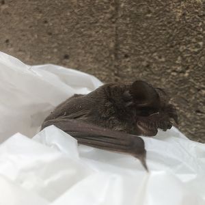 Brasilian Free-tailed Bat (Tadarida brasiliensis)