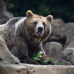[June 2019] grizzly bear (Ursus arctos horribilis) with branch