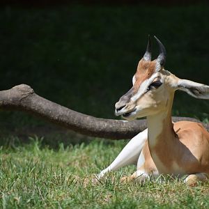 [July 2019] Red Rocks- Soemmerring's gazelle (Nanger soemmerringii) chewing