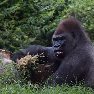 [July 2019] Fragile Forest- western lowland gorilla (Gorilla gorilla gorilla)