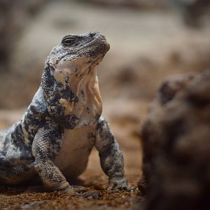 [July 2019] Herpetarium- San Esteban chuckwalla (Sauromalus varius)