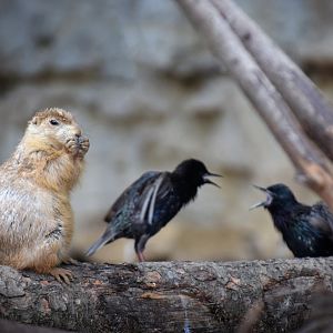 [July 2019] black-tailed prairie dog (Cynomys ludovicianus) eating and naturally occuring European starlings (Sturnus vulgaris) fighting