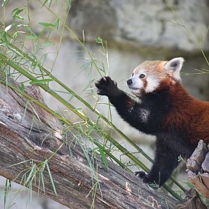 [July 2019] Red panda ( Ailurus fulgens) reaching for bamboo