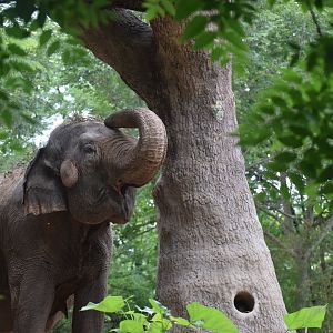 [June 2019] Asian elephant (Elephas maximus) dusting itself