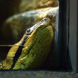 [June 2019] Herpetarium- green anaconda (Eunectes murinus) leaning against glass