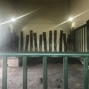 Indian rhino indoors