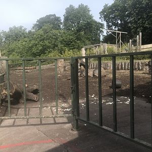 Indian rhino enclosure